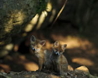 Fuchs - Zum Vergroessern klicken!